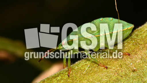 Grüne Stinkwanze_3.jpg